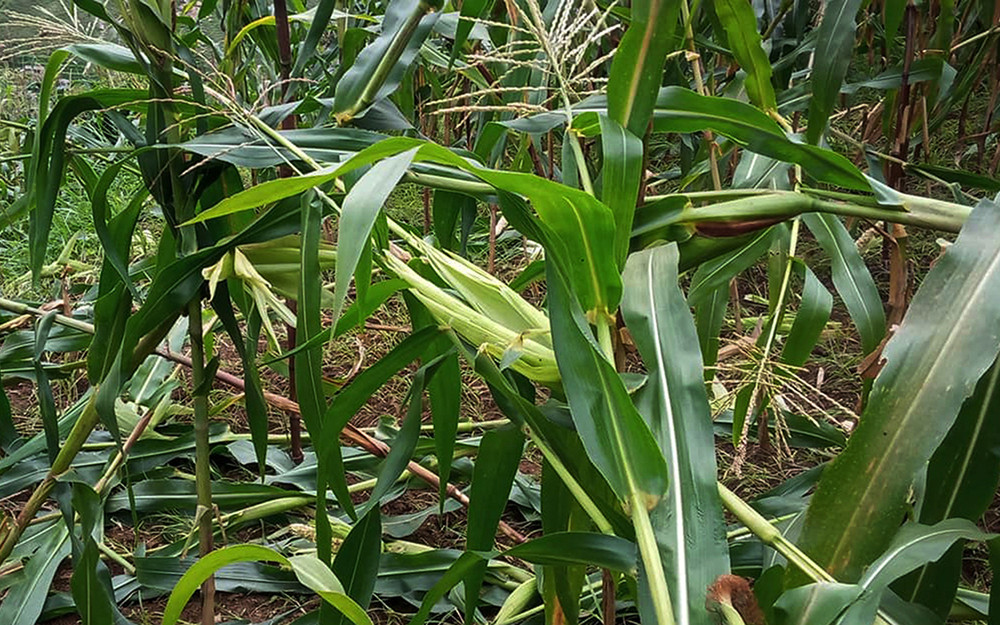 हावाहुरीले घोगा लाग्न थालेका मकैबालीमा क्षति, किसानलाई खाद्यसंकटको चिन्ता