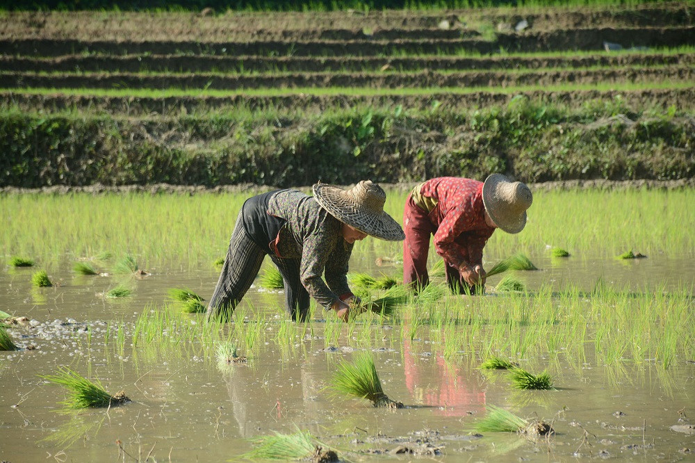 रोपाइँमा व्यस्त रोपाहार