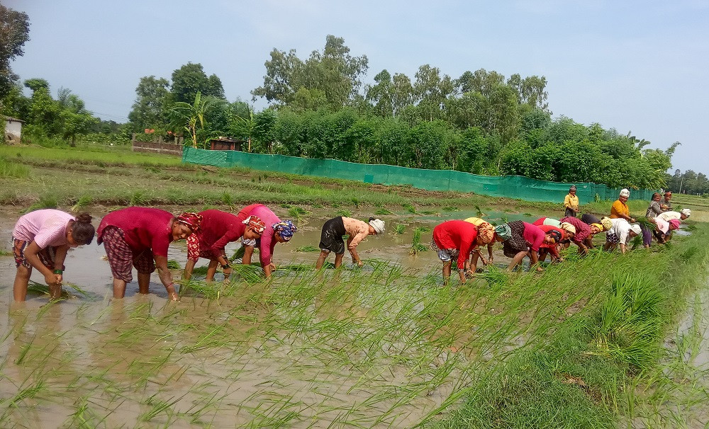 गाउँभरि महिलाको सामूहिक रोपाइँ, यसवर्ष दुई लाख आम्दानी