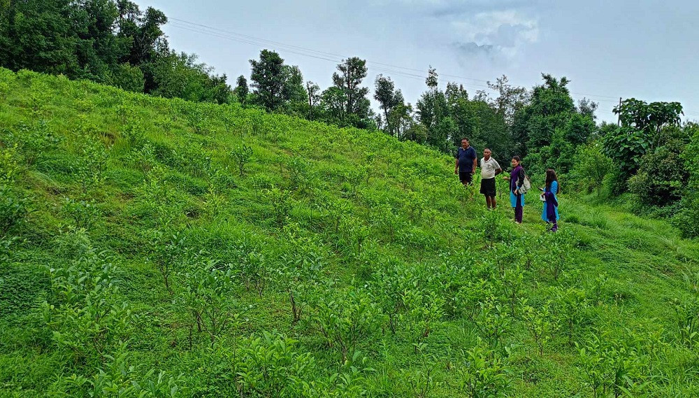 काठेखोलामा झाडी फाँडेर चियाखेती विस्तार