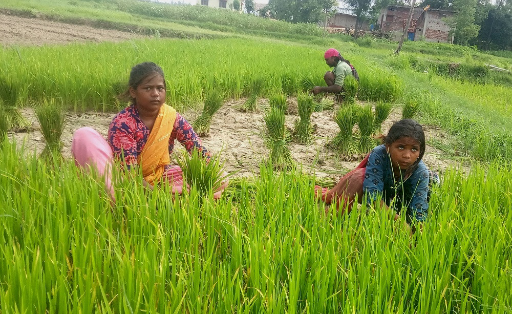 बाँकेमा पर्याप्त वर्षा नहुँदा धान रोपाइँमा ढिलाइ