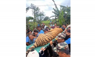 मान्छेलाई आक्रमण गरेको बाघलाई हात्तीसहित टोली परिचालन गरी नियन्त्रणमा लिइयो