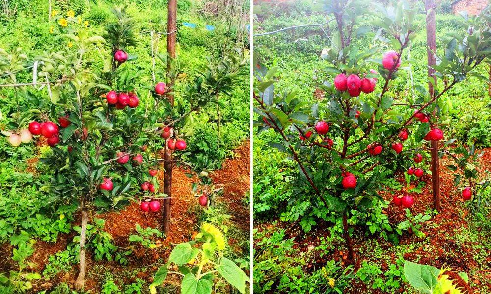 एकै वर्षमा स्याउ फलेपछि किसान उत्साहित