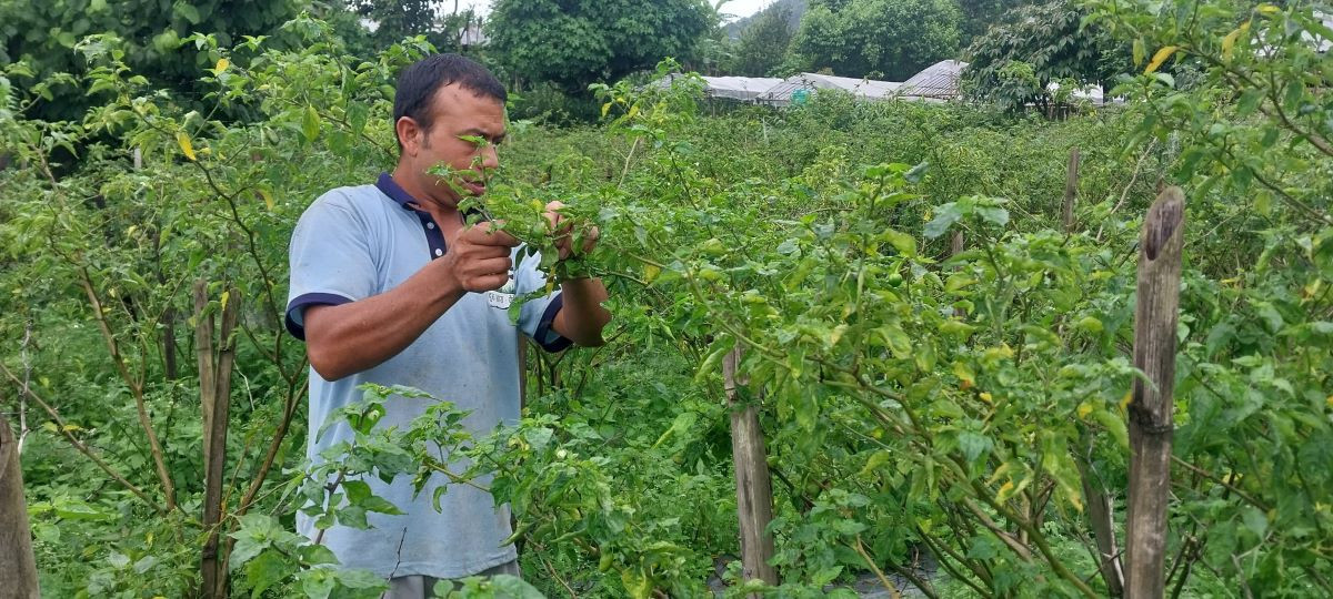 अकबरेखेतीबाट वार्षिक १५ लाख आर्जन गर्दै इलामका खड्गबहादुर