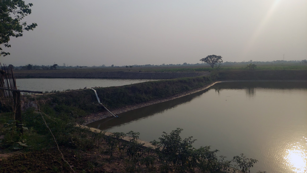 माछापालनप्रति किसानको आकर्षण बढ्दो, प्रोत्साहन गर्दै स्थानीय तह