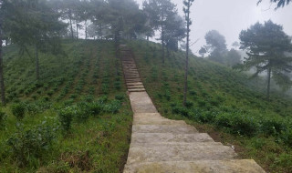 पर्यटनसँगै स्थानीयको आयस्तर सुधार्न भोजपुरको आमचोकमा १४ सय रोपनीमा चियाखेती, चार करोडभन्दा बढी खर्च