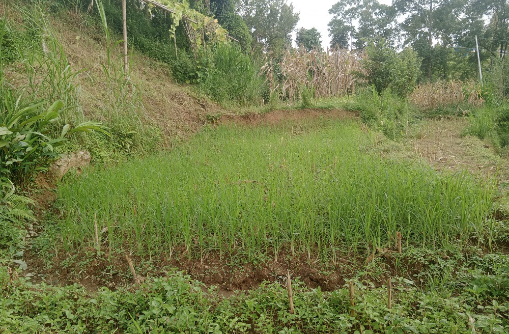 मुख्य बाली कोदोको उत्पादन घट्दै, माग बढ्दै