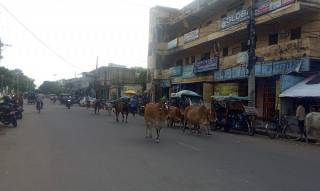 दुर्घटना बढ्न थालेपछि नेपालगञ्ज उपमहानगरले थाल्यो छाडा चौपाया व्यवस्थापन