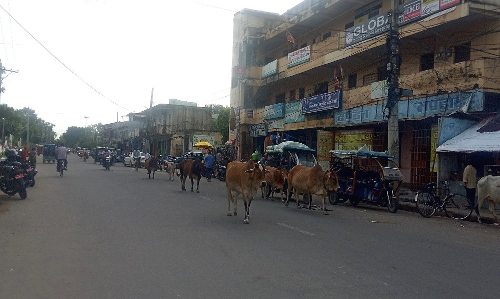 सडक दुर्घटना नियन्त्रण प्रयास : छाडा चौपायाका घाँटीमा ‘रिफ्लेक्टर’