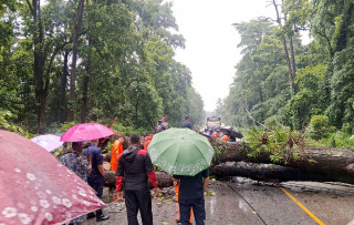 आँपटारीमा रूख ढल्दा नारायणगढ-मुग्लिन सडक अवरुद्ध