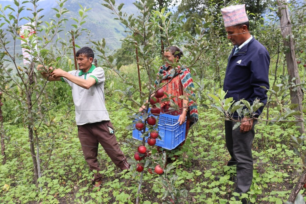 मुगुमा फुजी स्याउको व्यावसायिक उत्पादन