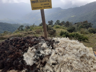 आम्दानीको राम्रो स्रोत भेडाको ऊन बिक्री हुनै छाड्यो, चिन्तामा किसान