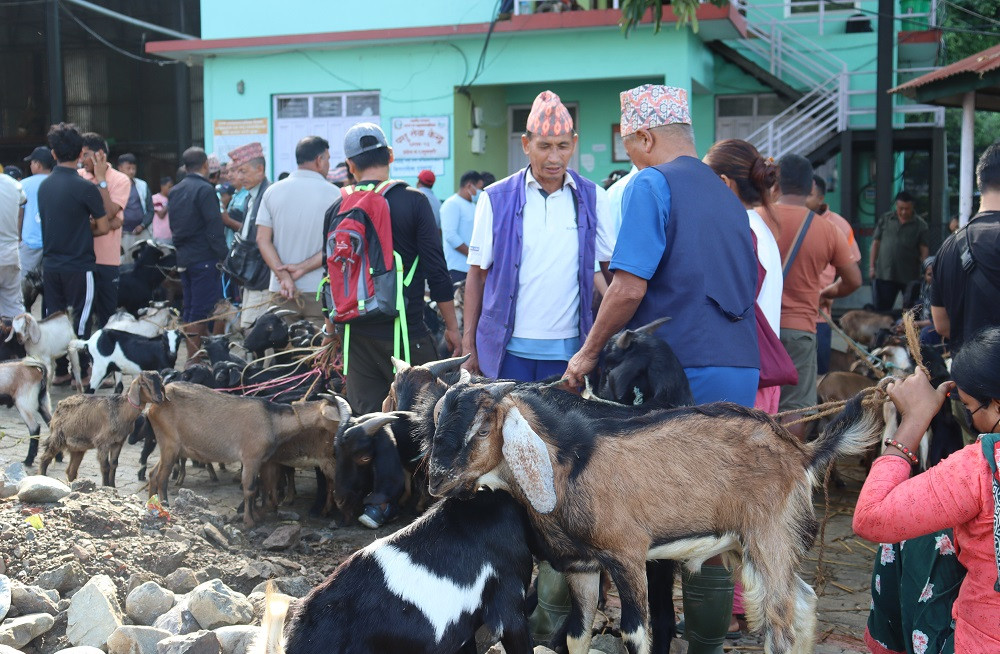 चाडपर्व नजिकिएसँगै कृषिउपज बजारमा चहलपहल बढ्यो