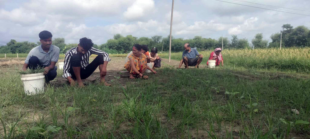 १५ वर्षदेखि तरकारीखेतीमा छन् वीरबहादुर, वार्षिक १५ लाख रुपैयाँसम्म आम्दानी