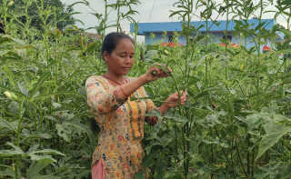 तरकारी खेतीबाटै छोराछोरीलाई डाक्टर र इन्जिनियर पढाउँदै उर्मिला