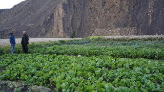 जग्गा भाडामा लिएर आफै तरकारी उत्पादन गर्दै विद्यालय