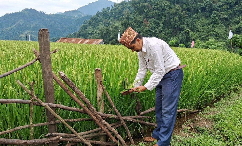 चेपाङ गाउँका खेतमा झुल्यो धान, खेतीकिसानीबाट आत्मनिर्भर बन्दैछ समुदाय