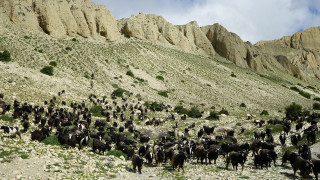 बुकीमा चरेका च्याङ्ग्राको माग उच्च