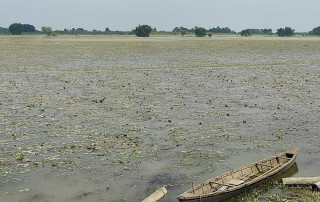 दसैँलगत्तै धान काट्ने सोचमा थिए किसान, बाढीले पारिदियो सखाप