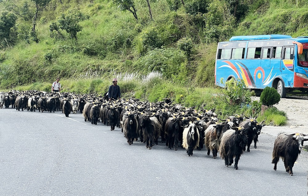 च्याङ्ग्रा व्यापारीको यात्रा : रारादेखि फेवा तालसम्म