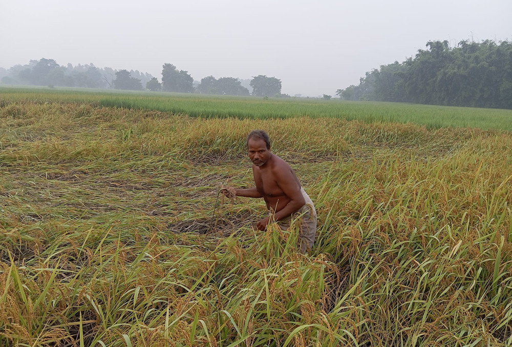 बाढीले बिगारिदियो भित्र्याउने बेलाको धान, चिन्तामा छन् किसान