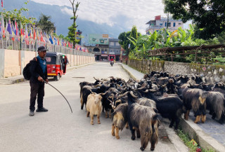 भाउ सस्तिएपछि च्याङ्ग्राको व्यापार बढ्यो, गएको वर्षभन्दा १० हजार रुपैयाँ सस्तो