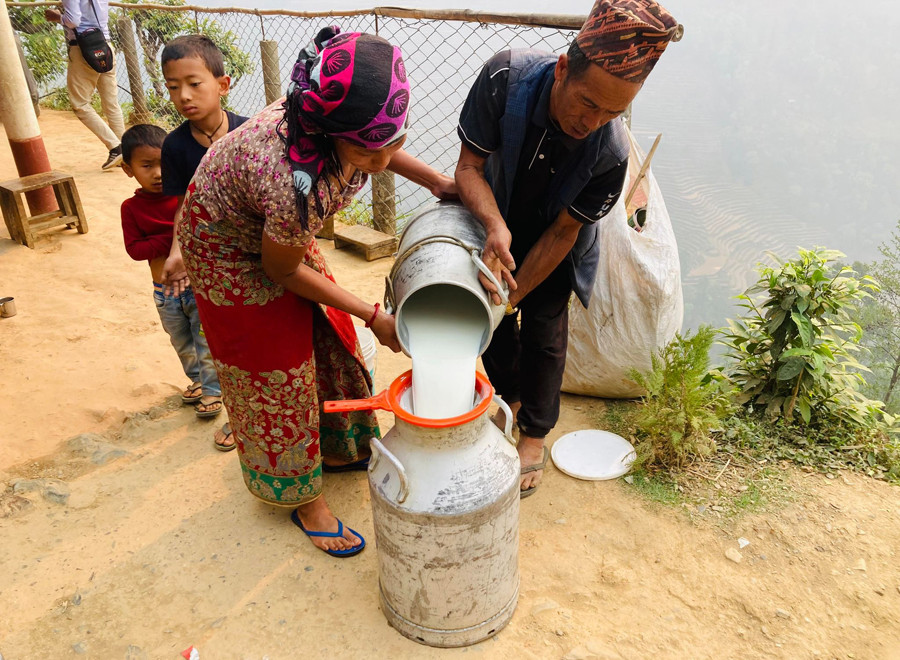 सहकारीमार्फत दूधको बजारीकरण भएपछि किसान उत्साहित, करोडौँ रुपैयाँ गाउँ भित्र्याउँदै