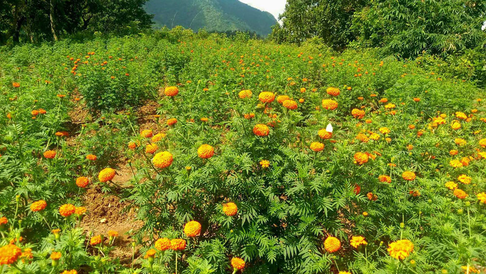 लघुउद्यम महिला संघमार्फत सयपत्री फूल उत्पादनमा लाग्दैछन् आँबुखैरेनीका महिला