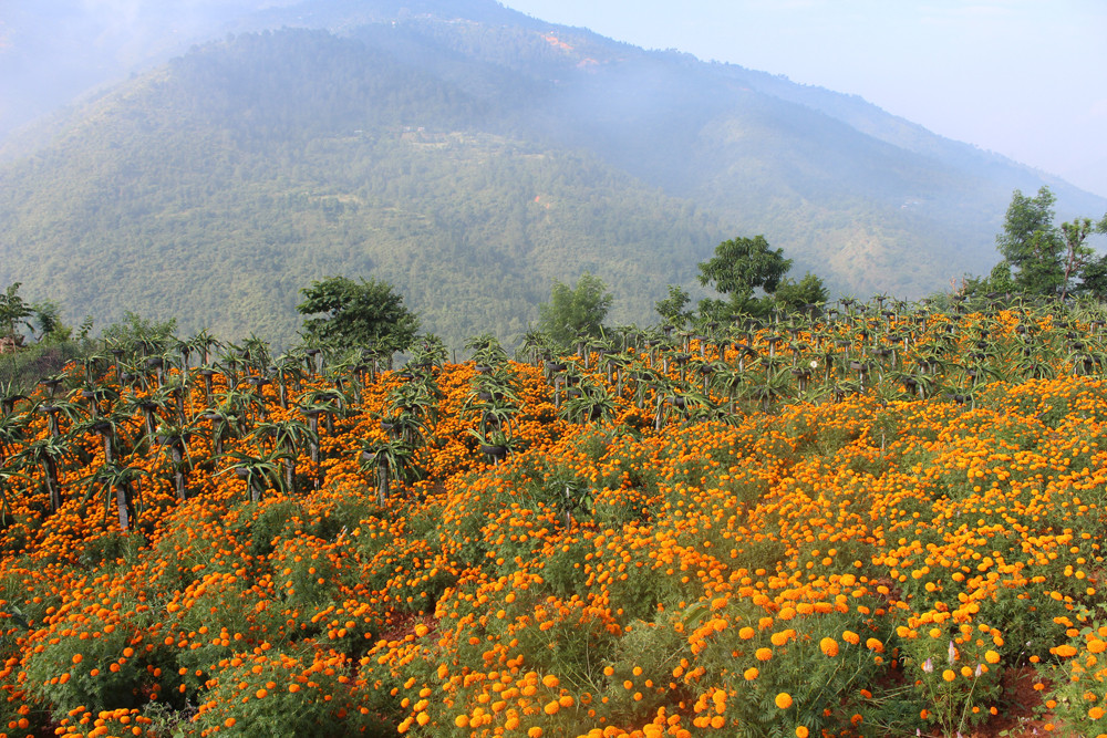 एउटै जग्गाबाट दोहोरो लाभ, सुनारपानीमा ड्रागन फ्रुटसँगै सयपत्री फूलखेती