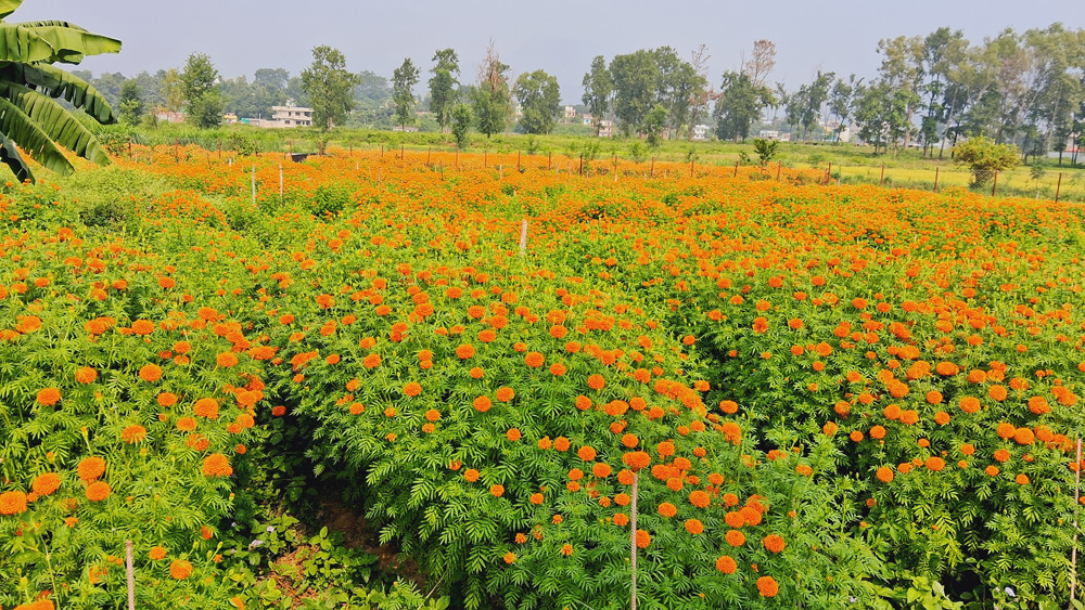 तिहारका लागि ढकमक्क फूलेका छन् सयपत्री