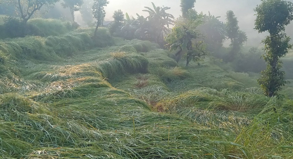 असिनाले धानबाली नष्टहुँदा कृषक चिन्तित