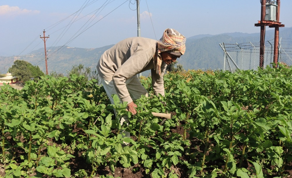 ९० वर्षको उमेरमा पनि कृषि र पशुपालनमा सक्रिय तारादत्त, वार्षिक २० लाखसम्म गर्छन् आम्दानी