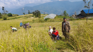 असिनापानीले ज्यामरुककोटमा ३ सय ५५ रोपनीमा लगाएको धान र कोदो नष्ट