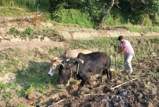 सुदूरपश्चिमका किसानलाई गहुँ छर्ने चटारो