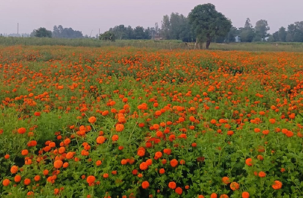 बाँकेमा फस्टाउँदै व्यावसायिक फूलखेती