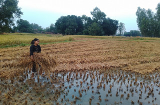 बेमौसमी वर्षाले धानबालीमा क्षति हुँदा किसान समस्यामा