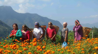 आँबुखैरेनीको लघुउद्यमी महिला समूहद्वारा दसैँतिहारमा चार लाख रुपैयाँको फूल बिक्री