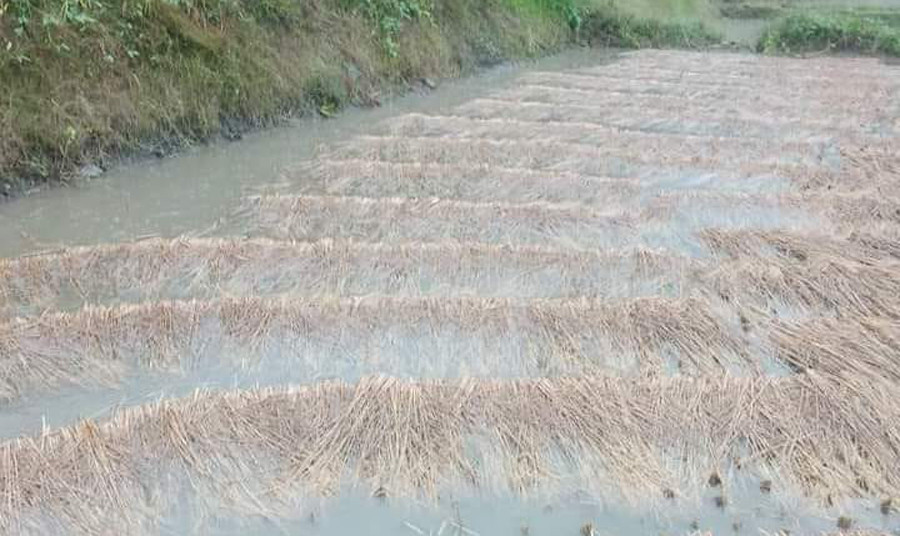 तनहुँ र म्याग्दीमा भित्र्याउने बेलाको धानबालीमा वर्षाले क्षति