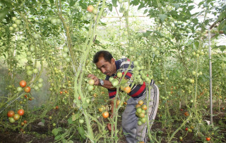 तरकारी खेतीबाट स्वरोजगार बनेका चन्द्रबहादुर, एकैयाममा चार लाखभन्दा बढी कमाउँछन्