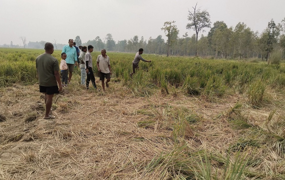 रौतहटमा जंगली हात्तीले नष्ट गर्‍यो धान र केराखेती