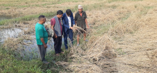 फेवाफाँटको जेठोबुढोमा गभारो : भित्र्याउने बेला धान न पराल