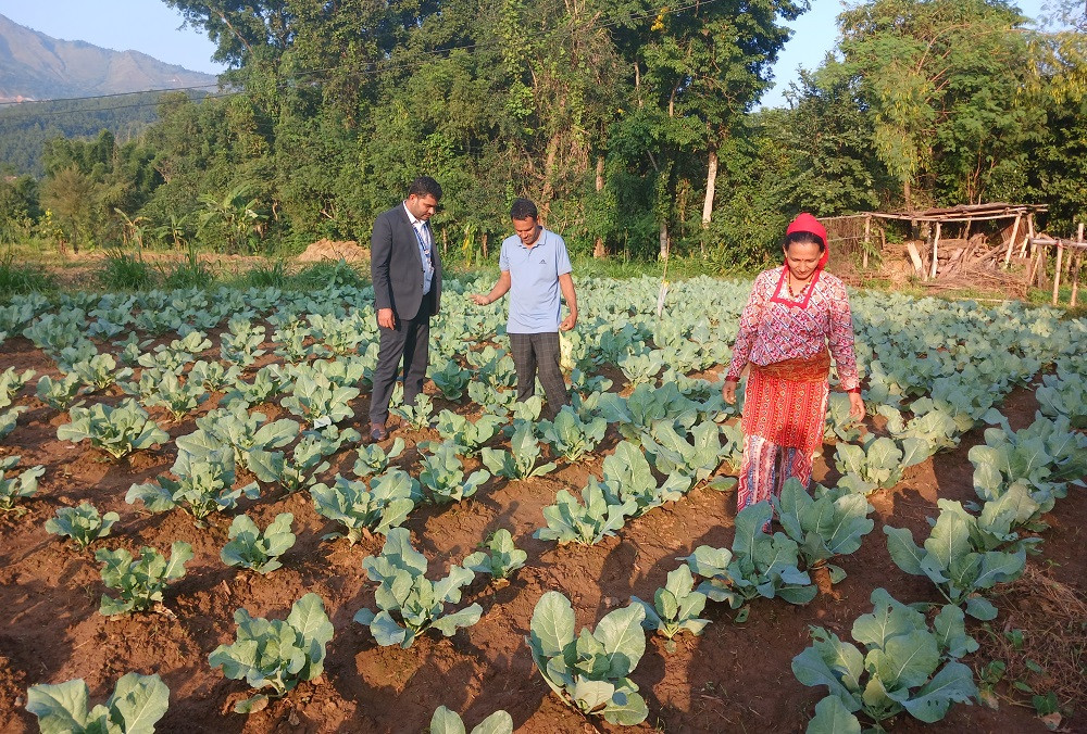 तरकारी खेतीबाट वार्षिक सात लाख आम्दानी