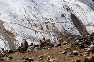 पर्वत जोगाउन पैरवी