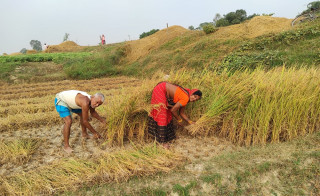 तिहार र छठ सकिएसँगै धान काट्न र भित्र्याउन व्यस्त किसान