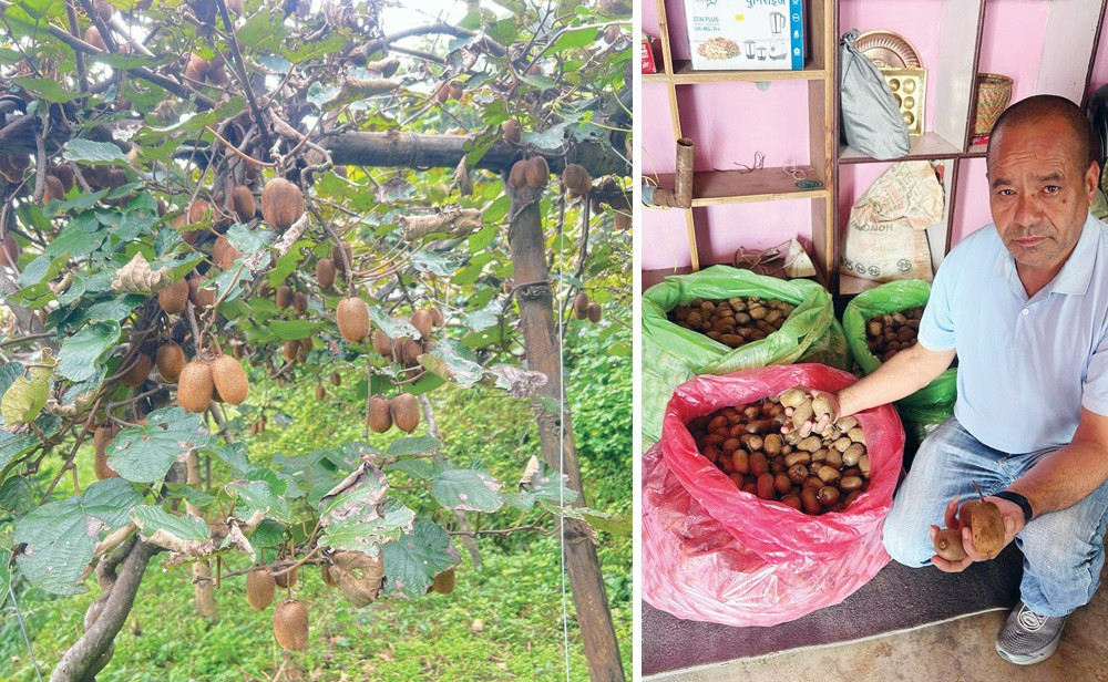 वडाको कामसँगै किबीखेतीमा व्यस्त वडाध्यक्ष