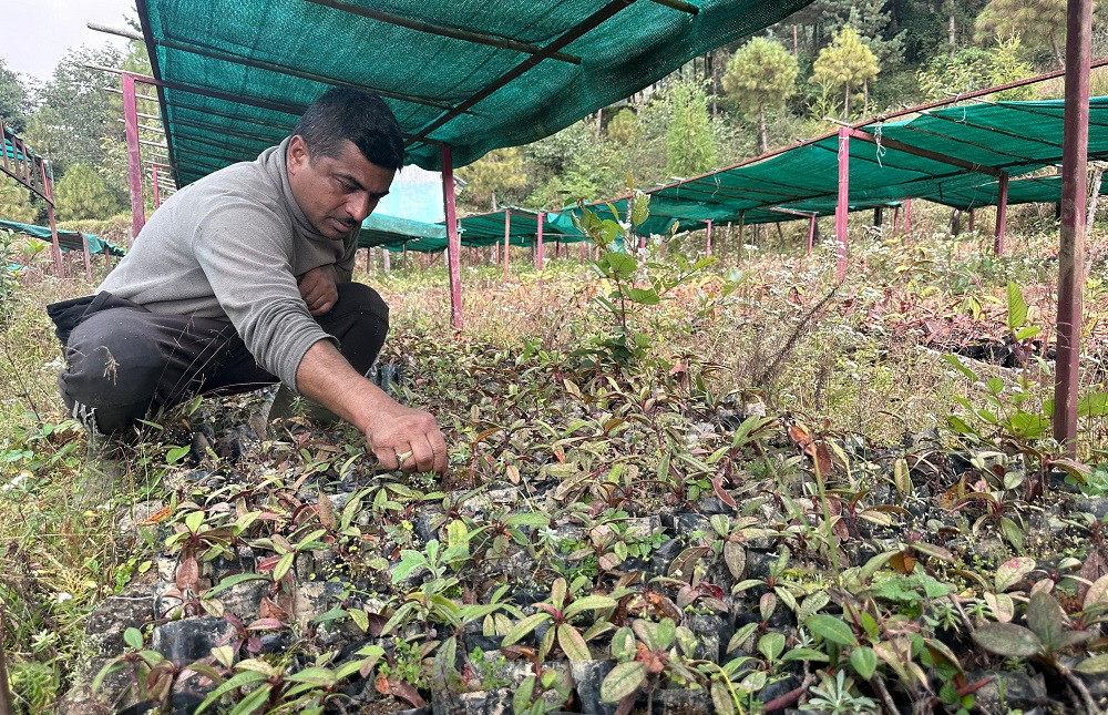 तीनजुरे रातपोखरी सामुदायिक वनमा २८ हजार गुराँसका बिरुवा हुर्काइँदै