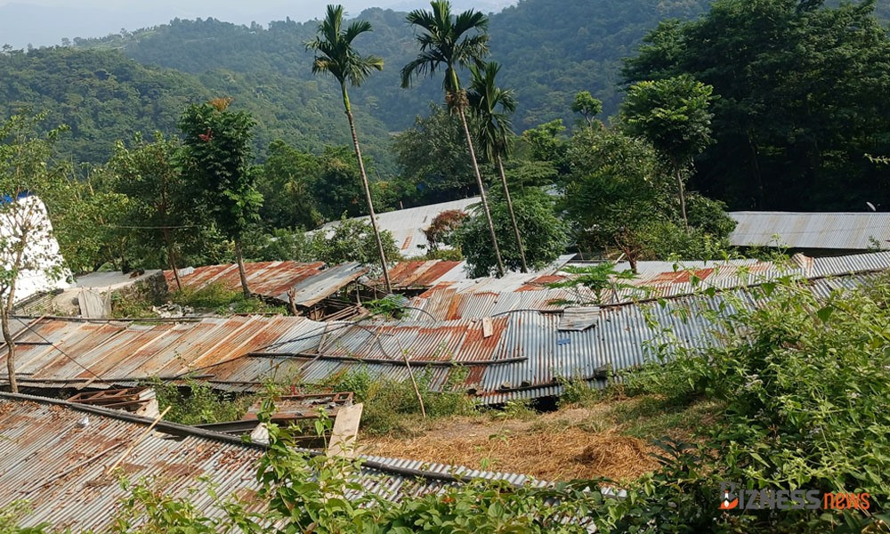 dharan bangur farm.jpg