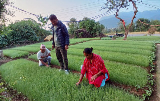 एक मौसममा प्याजका बिरुवा बेचेर १ लाख ५० हजार रुपैयाँ आम्दानी