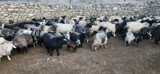 हुम्लामा चिसो बढ्दै गएपछि बेँसी झर्न थाले भेडाबाख्रा