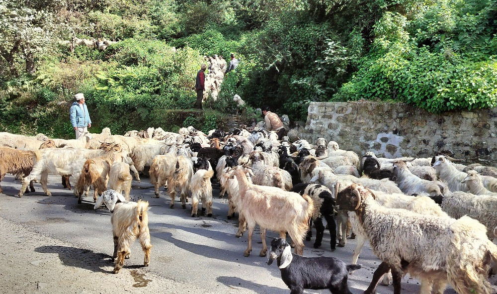 चिसो बढेसँगै बेँसी झरे हिमाली भेगका भेडापालक किसान